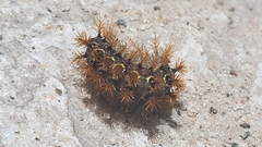 Saturniidae