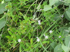 Richardia grandiflora