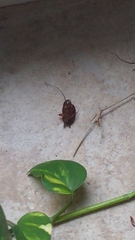 Periplaneta americana