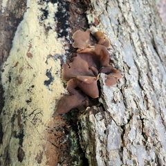 Pezizaceae