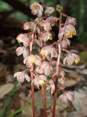 Pyrola aphylla