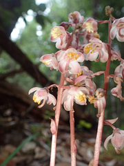 Pyrola aphylla