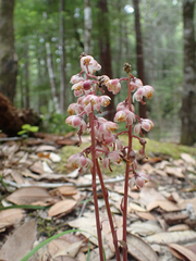 Pyrola aphylla