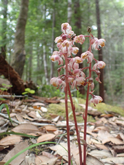Pyrola aphylla