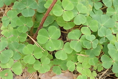 Oxalis acetosella