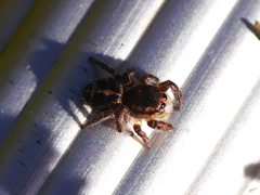 Pellenes tripunctatus