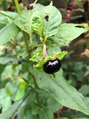 Atropa belladonna
