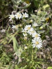 Solidago ptarmicoides