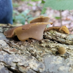 Pezizaceae