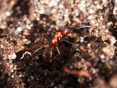 Formica sanguinea