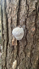 Reticularia lycoperdon