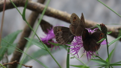 Erebia