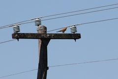 Falco cenchroides cenchroides