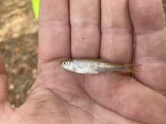 Notropis blennius