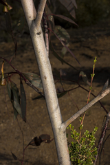 Eucalyptus sporadica