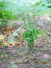 Epipactis helleborine