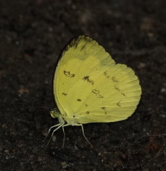 Eurema andersoni