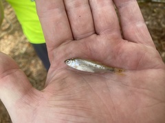 Notropis blennius