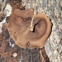 Pezizaceae