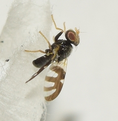 Sphaeniscus filiolus
