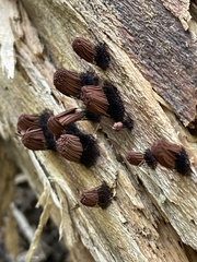 Stemonitis