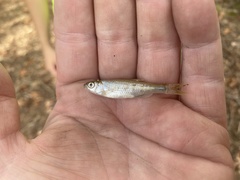 Notropis blennius