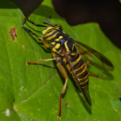 Spilomyia longicornis