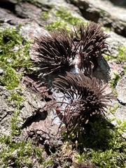 Stemonitis