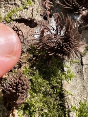Stemonitis