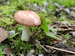 Russula fragilis