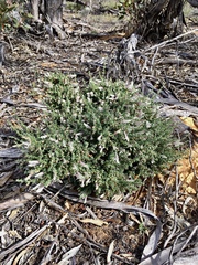 Prostanthera serpyllifolia microphylla