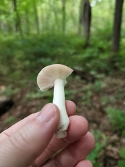 Russula fragilis