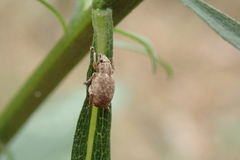 Strophosoma capitatum