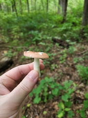 Russula fragilis