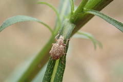 Strophosoma capitatum