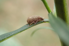 Strophosoma capitatum