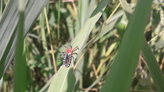 Cosmoclopius poecilus