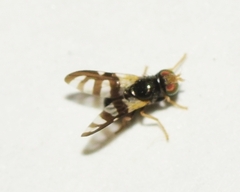 Sphaeniscus filiolus