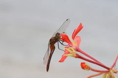 Sympetrum obtrusum