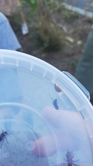 Camponotus pennsylvanicus