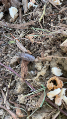 Armadillidium