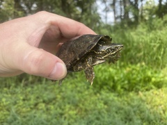 Sternotherus odoratus