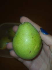 Pyrus