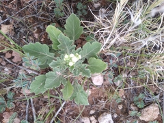 Parthenium confertum