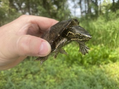 Sternotherus odoratus