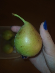 Pyrus