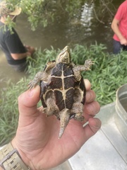 Sternotherus odoratus