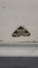 Xanthorhoe fluctuata