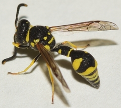 Eumenes coarctatus