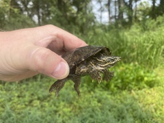 Sternotherus odoratus